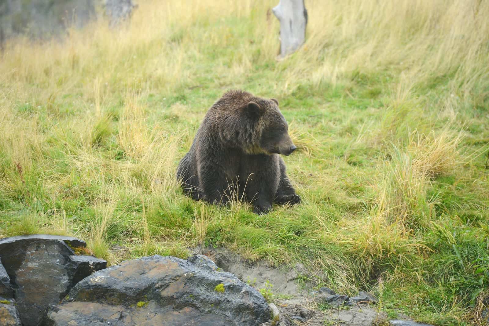 Two new black bears find a home at Wildlife Prairie Park